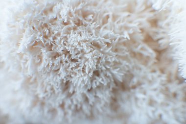 Hericium erinaceus mantarı. tıbbi mantarlar