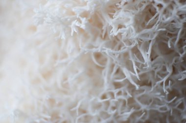 Hericium erinaceus mantarı (maymun kafası mantarı, sakallı diş mantarı, kirpi mantarı, ponpon, aslan yelesi mantarı))