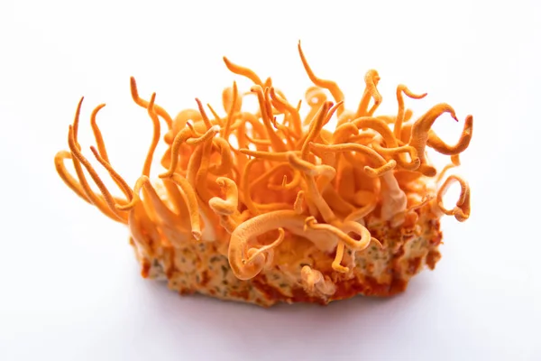 Taze Cordyceps askeri mantarı. Beyaz arka plan. Adenozin tedavisi. Kordycepin kullanma konsepti. İnsan Sağlığı Mantarları.