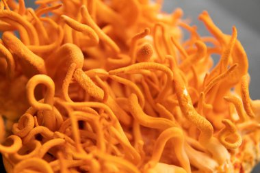 Adenozin ile kordiseps tedavisi. Taze Cordyceps Cordycepin. Cordyceps Askeri mantarı. Mantar insan sağlığı. Siyah arka plan. Cordycepin Kullanımı .