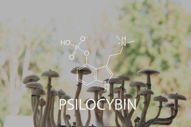 Psikedelik ilaç. Büyülü mantarı kapat. Psilosibe mantarı. Psilosibin kimyasal formül mantarı. Psilosibin Mantarı.