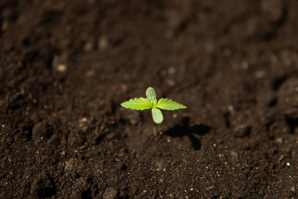 Небольшое Растение Конопли Рассады Стадии Растительности Помещении Марихуаны Медицинских Целей — стоковое фото