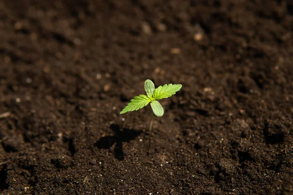 В помещении марихуаны для медицинских целей крупным планом, небольшое растение конопли рассады на стадии посадки растительности — стоковое фото