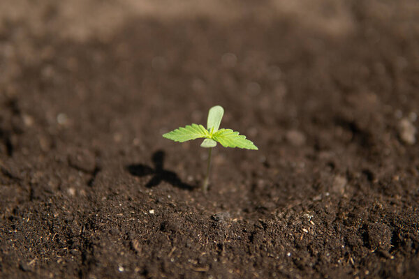 A small plant cannabis seedlings at the stage of vegetation in an indoor marijuana for medical purposes close up planted