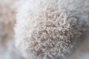 Aslan mantarı mantarı, sakallı diş mantarı.