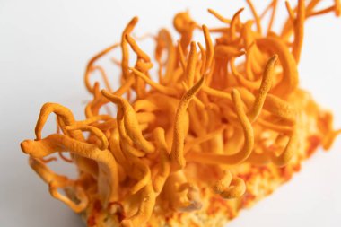 Kordycepin kullanma konsepti. Adenozin tedavisi. Beyaz arka plan. İnsan Sağlığı Mantarları. Taze Cordyceps. Askeri mantar..