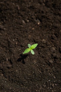 Bitki örtüsü aşamasında küçük bir esrar tohumu bitkisi tıbbi amaçlar için kapalı bir marihuanada ekilen güneş baskınları, güzel bir arka plan.,
