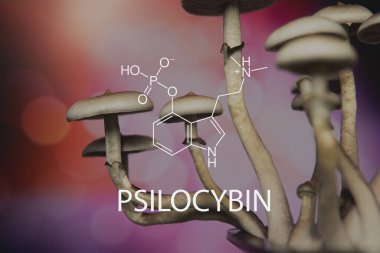 Psikedelik ilaç. Büyülü mantarı kapat. Psilosibe mantarı. Psilosibin mantarı. Psilosibin kimyasal formül mantarı.