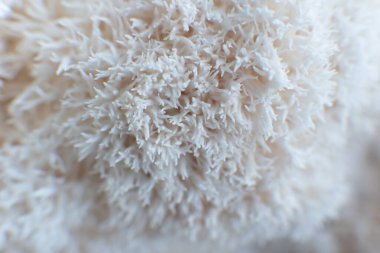 Hericium erinaceus veya Aslanlar Çin çubuklarıyla bir tabakta mantar mantarı. Tıbbi mantar.