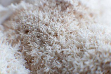 Hericium erinaceus mantarı (maymun kafası mantarı, sakallı diş mantarı, kirpi mantarı, ponpon, aslan yelesi mantarı))