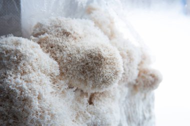 Hericium erinaceus mantarı (maymun kafası mantarı, sakallı diş mantarı, kirpi mantarı, ponpon, aslan yelesi mantarı))