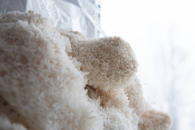 Hericium erinaceus mantarı. tıbbi mantarlar