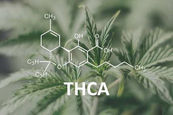 THCA Esrar Yağı Marihuana Bitki Tedavisi