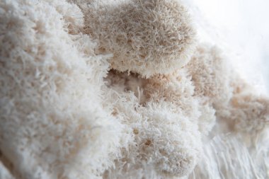 Hericium erinaceus mantarı (maymun kafası mantarı, sakallı diş mantarı, kirpi mantarı, ponpon, aslan yelesi mantarı))