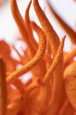 Cordyceps Askeri mantarı. Cordycepin kullanılıyor. Adenozin ile kordiseps tedavisi. Dikey çekim. Makro Taze Cordyceps Cordycepin. Mantar İnsan Sağlığı.