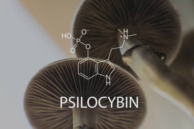 Psilosibin mantarı. Psilosibin kimyasal formül mantarı. Büyülü mantarı kapat. Psikedelik ilaç. Psilosibe mantarları.