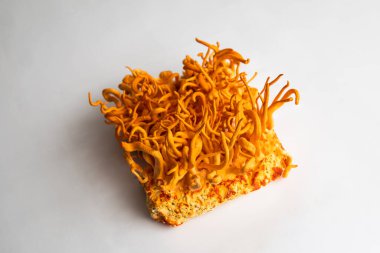 Cordyceps Askeri mantarı. Beyaz arka plan. İnsan Sağlığı Mantarları. Taze Cordyceps. Cordycepin kullanılıyor. Adenozin ile Tedavi.
