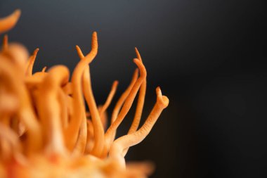 Siyah arka plan. Taze Cordyceps. Adenozin tedavisi. Cordycepin kullanılıyor. Cordyceps Askeri mantarı. İnsan Sağlığı Mantarları.