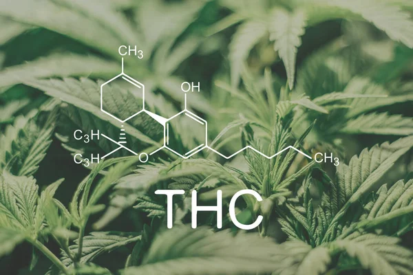 Plantas de cannabis con fórmula química de THC. tetrahidrocannabinol molécula. — Foto de Stock