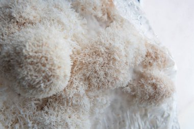 Aynı zamanda aslan yelesi mantarı olarak da bilinen iki Hericium mantarı siyah arka planda üst üste biniyor..