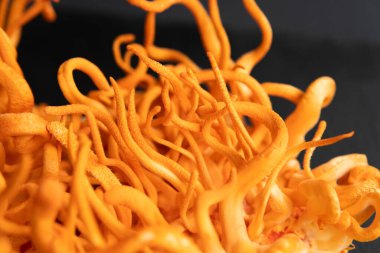 Cordycepin kullanılıyor. Cordyceps Askeri mantarı. Siyah arka plan. Adenozin ile kordiseps tedavisi. Taze Cordyceps Cordycepin. Mantar İnsan Sağlığı.