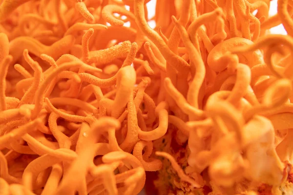 Beyaz arka plan. İnsan Sağlığı Mantarları. Taze Cordyceps. Cordyceps Askeri mantarı. Cordycepin kullanılıyor. Adenozin ile Tedavi.