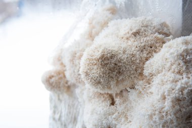 Hericium erinaceus mantarı (maymun kafası mantarı, sakallı diş mantarı, kirpi mantarı, ponpon, aslan yelesi mantarı))