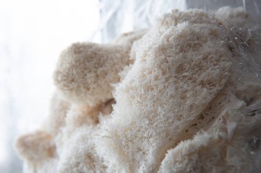 Hericium erinaceus veya Aslanlar Çin çubuklarıyla bir tabakta mantar mantarı. Tıbbi mantar.