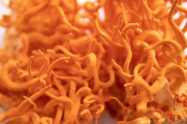 Cordycepin kullanılıyor. Adenozin tedavisi. Beyaz arka plan. Taze Cordyceps. İnsan Sağlığı Mantarları. Cordyceps Askeri Mantar.