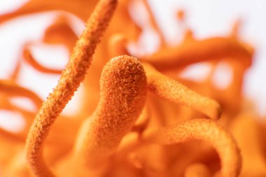 Cordyceps Askeri mantarı. Adenozin ile kordiseps tedavisi. Cordycepin kullanılıyor. Mantar insan sağlığı. Taze Cordyceps Cordycepin .