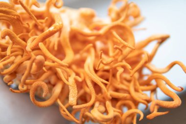 Elinde Cordyceps Askeri mantarı. Adenozin ile kordiseps tedavisi. Taze Cordyceps Cordycepin. Mantar insan sağlığı. Cordycepin kullanılıyor. Beyaz arkaplan .