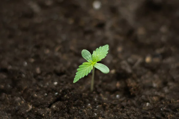 Inomhus Marijuana För Medicinska Ändamål Vacker Planteras Marken Solen Mottagningar — Stockfoto