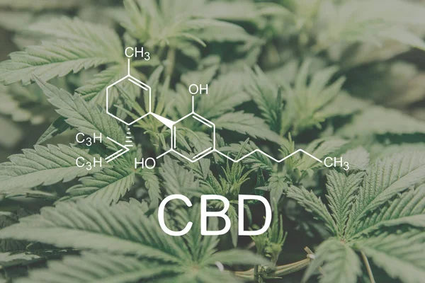Cbd大麻植物化学式 分子と共に — ストック写真