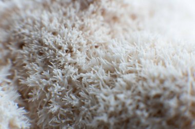 Hericium erinaceus mantarı (maymun kafası mantarı, sakallı diş mantarı, kirpi mantarı, ponpon, aslan yelesi mantarı))