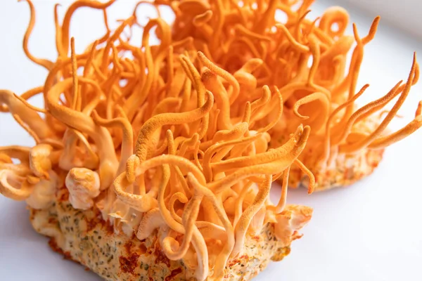 Cordyceps Cordycepin Fresco Cogumelo Cordyceps Militaris Cordycepin Usando Cordyceps Tratamento Imagem De Stock