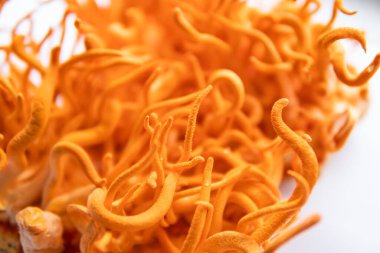 Mantar insan sağlığı. Beyaz arka plan. Cordycepin kullanılıyor. Adenozin ile kordiseps tedavisi. Taze Cordyceps Cordycepin. Cordyceps Askeri Mantar.
