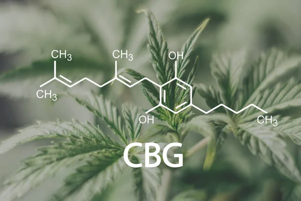 CBG kenevir yağı marihuana bitkisi bitkisel tedavi, Alternatif İlaç kenevir yağı Cannabigerol