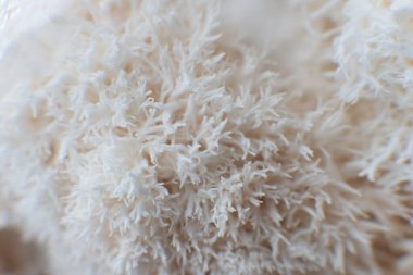 Hericium erinaceus mantarı (maymun kafası mantarı, sakallı diş mantarı, kirpi mantarı, ponpon, aslan yelesi mantarı))