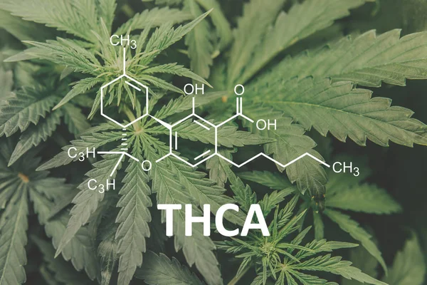 THCA kenevir bitkileri kimyasal formül. Molekülle. Tetrahydrocannabinolic asit