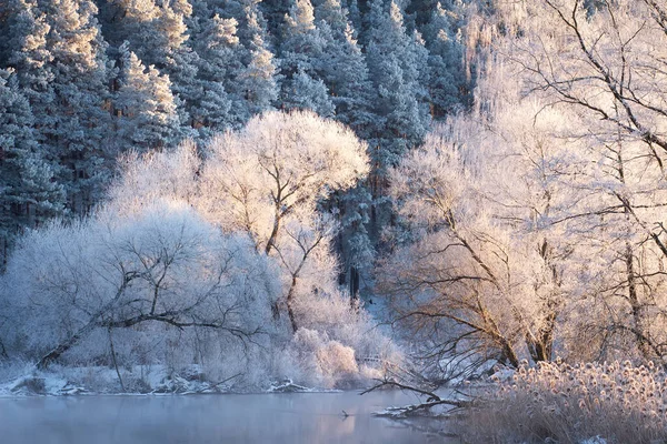 Удивительный Зимний Пейзаж Ярком Солнечном Свете Мороз Снег Ветвях Деревьев — стоковое фото