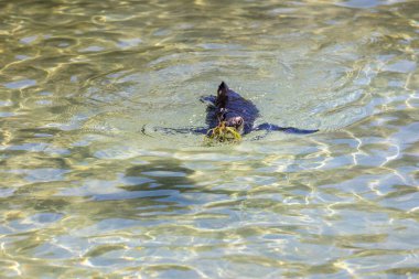 Ağız dolusu çimen taşıyan bir penguen.