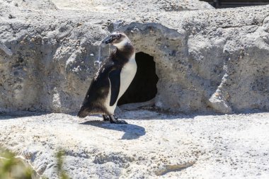 Penguen yuvasının hemen dışında durup manzarayı izliyor.