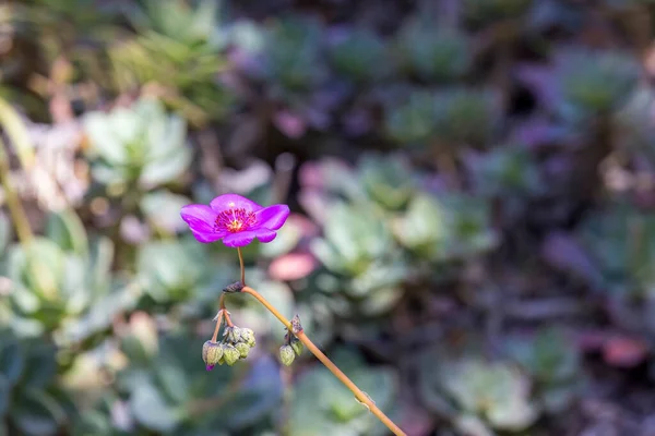 Один Фиолетовый Цветы Растет Вне Фокуса Зеленый Фон — стоковое фото