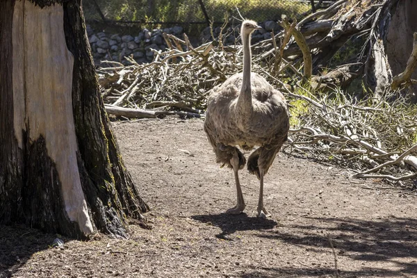 Fuzzy Avestruz Waddles Torno Sua Árvore Área Sujeira — Fotografia de Stock