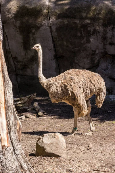 灰色の羽の緑の帯ダチョウの木を歩く — ストック写真