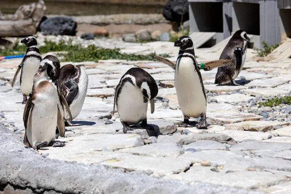 Group Penguins Sunning Themselves Rocks Pond — Stock Photo, Image