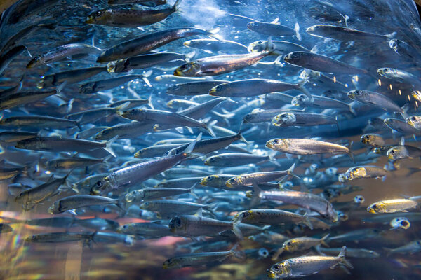 Серебряная группа плавающих блестящих рыб в синем аквариуме