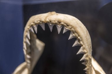 Sivri dişlerle dolu köpekbalığı çene örneği