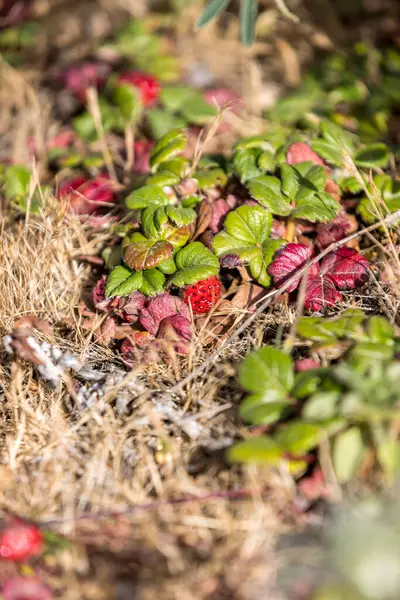 Wilde Rode Aardbeien Tussen Dood Gras Een Wandelpad Aan Californische — Stockfoto