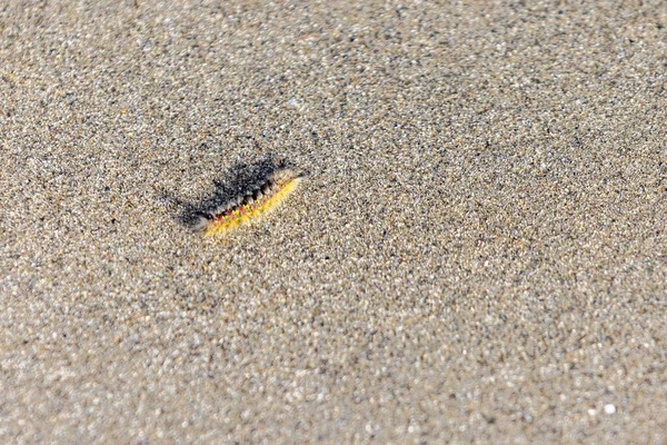 Tussock Falena Bruco Esplorare Sabbia Vicino Alle Onde Una Spiaggia — Foto Stock